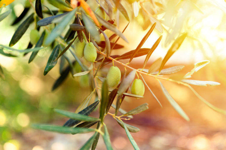 mon olivier perd ses feuilles : comment réagir ?