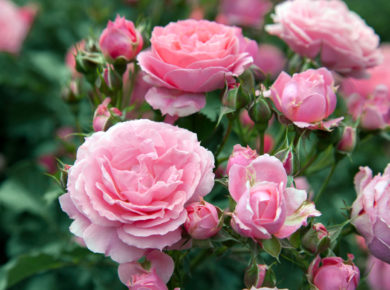 Les différents types de rosiers pour votre jardin