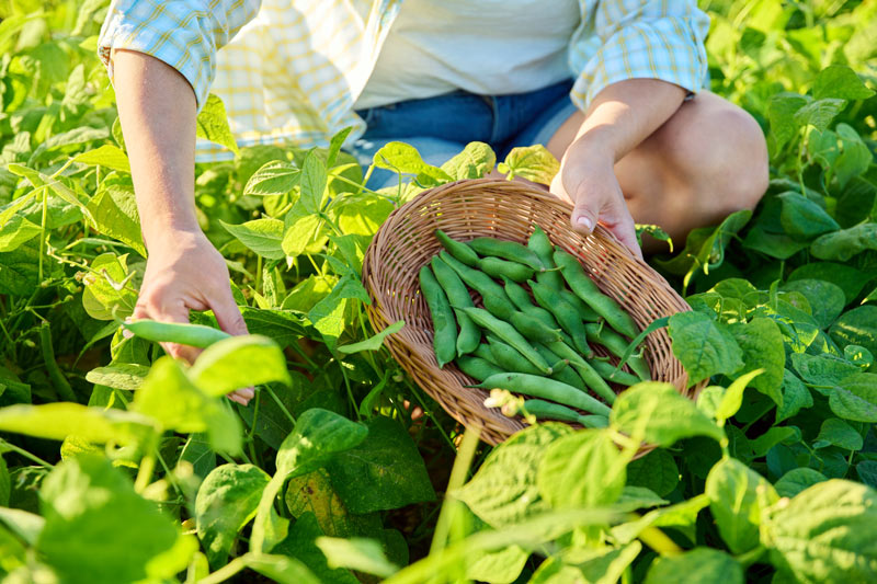 la récolte des haricots du jardin