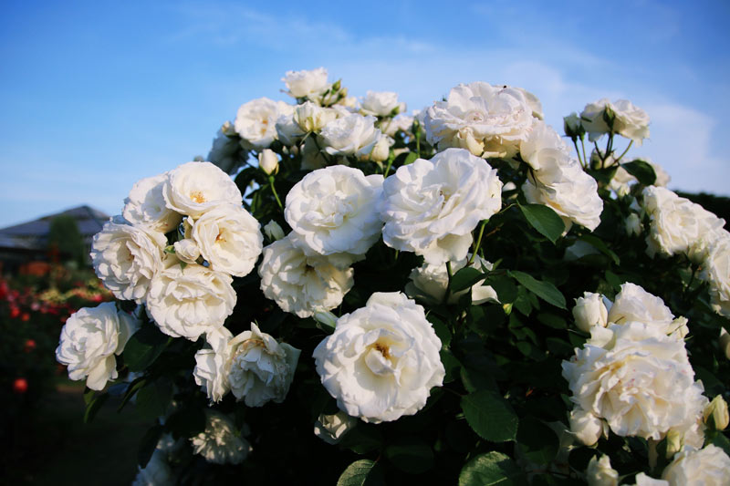 planter vos rosiers en pleine terre