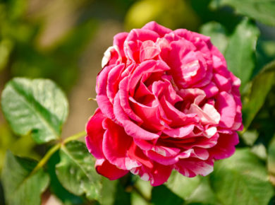 les rosiers pour votre jardin : réussir le choix