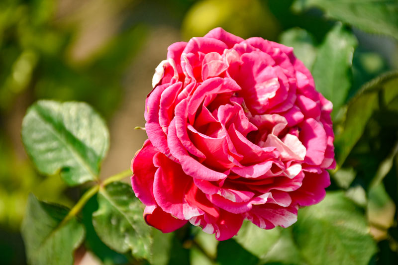 les rosiers pour votre jardin : réussir le choix