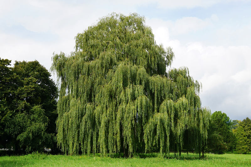 Le saule pleureur