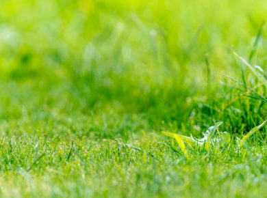 conseil pour sauver sa pelouse du chaud en été