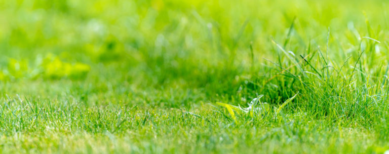 conseil pour sauver sa pelouse du chaud en été