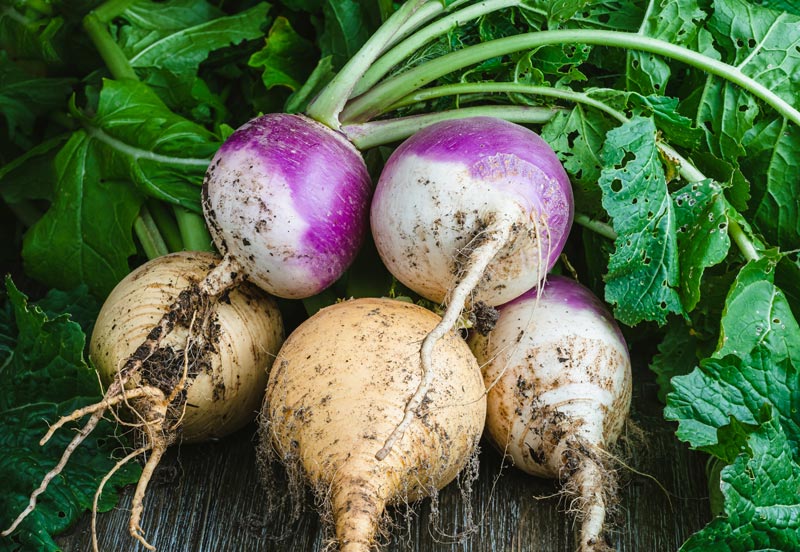 Le navet : un légume à ne pas oublier en juillet