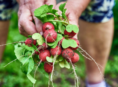 semer des radis et les récolter au potager