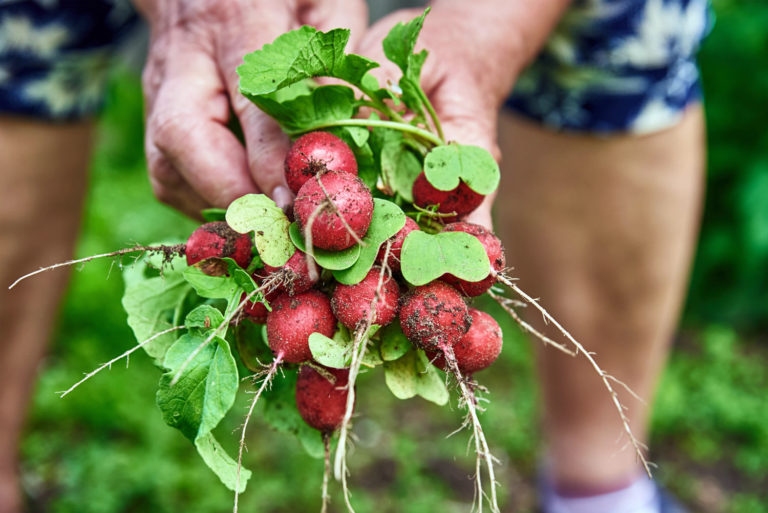 semer des radis et les récolter au potager