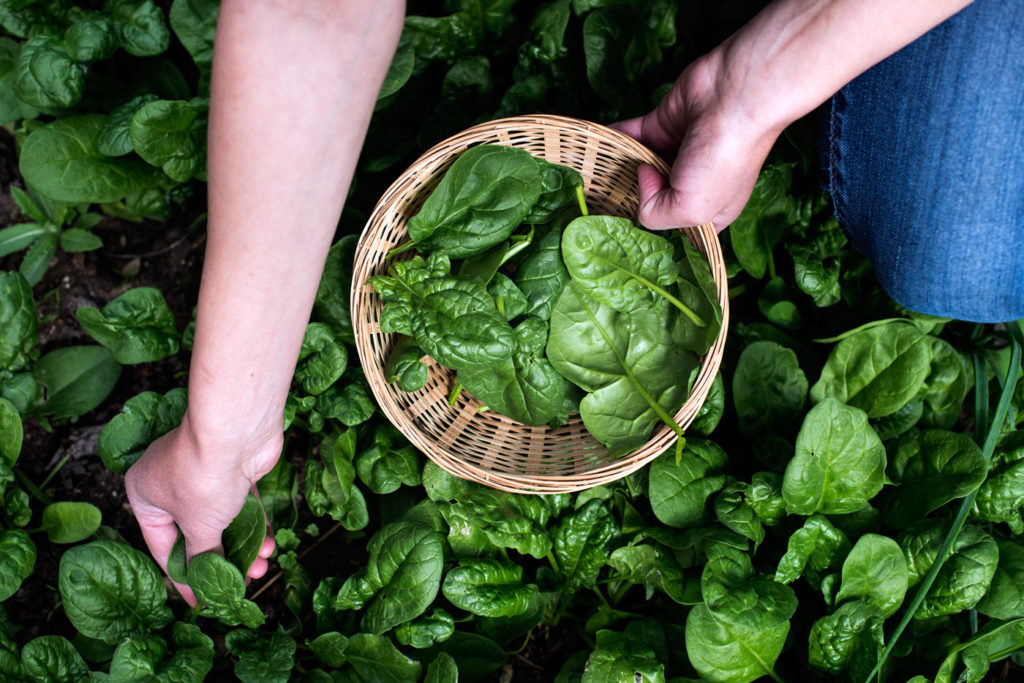 De la semis à la récolte : des épinards dans votre potager