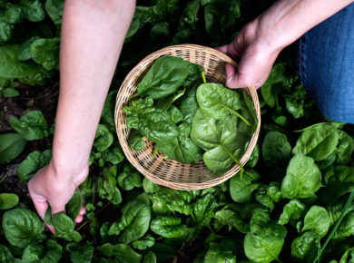 De la semis à la récolte : des épinards dans votre potager