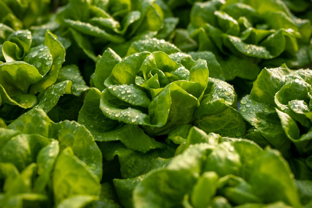 la laitue au potager; de la semis à la récolte