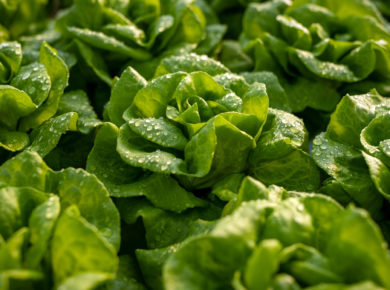 la laitue au potager; de la semis à la récolte
