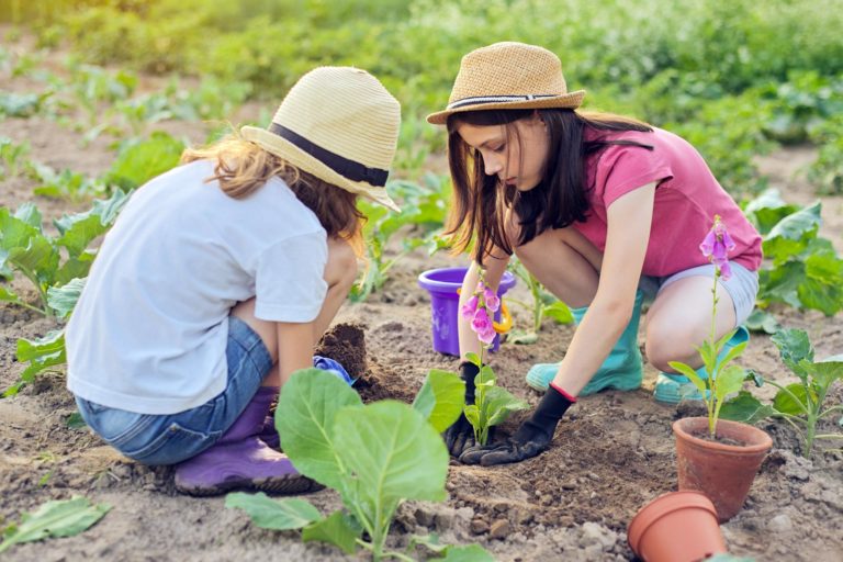 Changez Votre Jardin à Jamais : Le Marc de Café est la Clé d'un Potager Extraordinaire