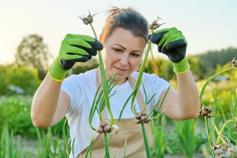 Découvrez les 5 légumes à planter avant août pour un jardin sans effort