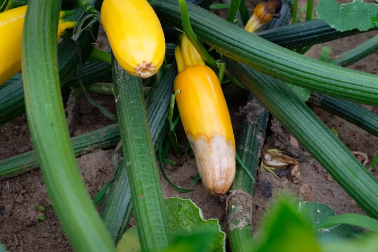 comment combattre l'anthracnose des courgettes