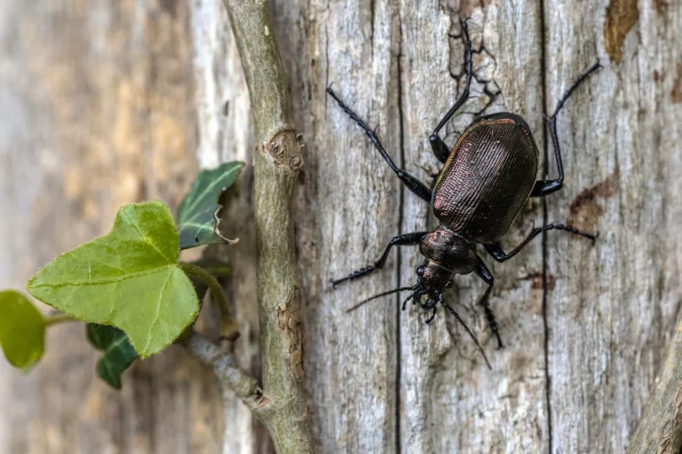 comment se débarrasser des Pseudoophonus rufipes