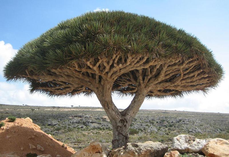 Dracaena cinnabari (Sang-dragon) 