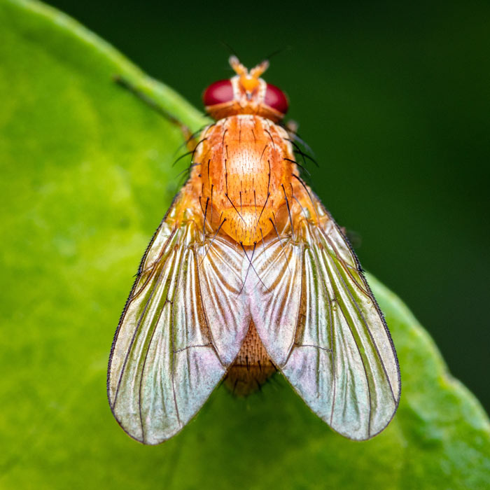 Drosophila suzukii