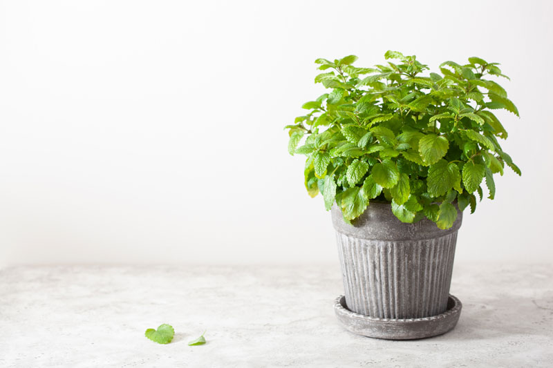 La mélisse, une plante apaisante et répulsive des mouches