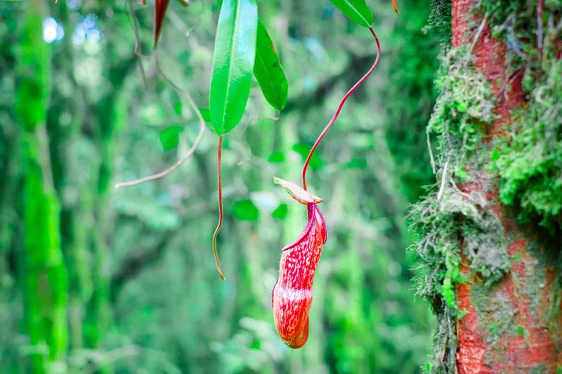 Nepenthes attenboroughii