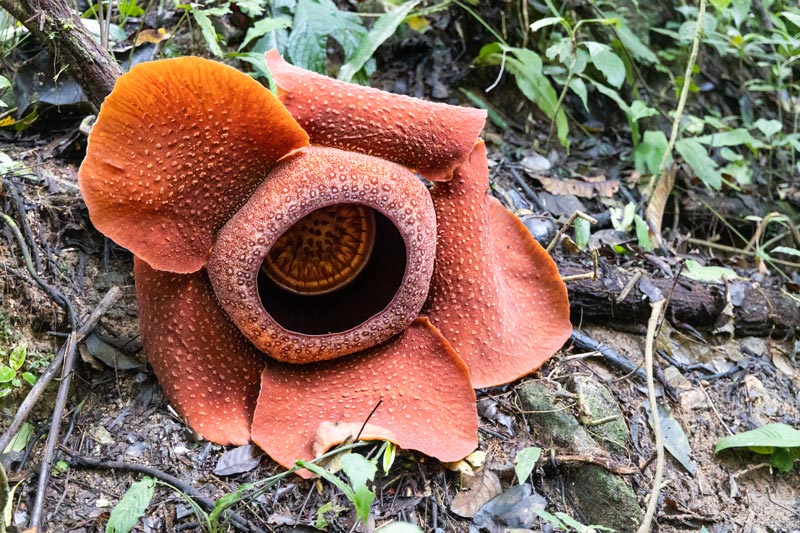Rafflesia-arnoldii