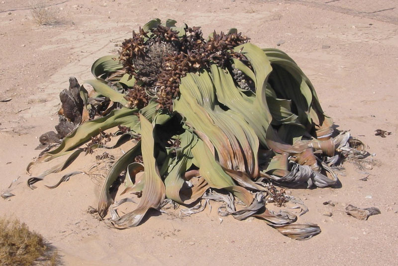 Welwitschia mirabilis