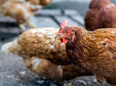 Chaleur estivale : les secrets pour bien nourrir vos poules en 7 étapes faciles