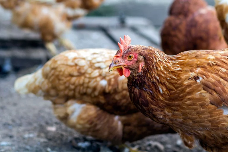 Chaleur estivale : les secrets pour bien nourrir vos poules en 7 étapes faciles