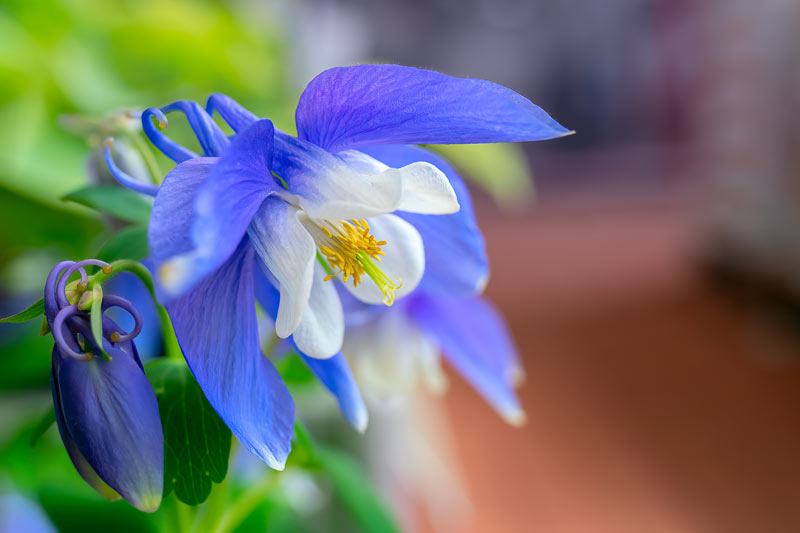 l'ancolie pour un jardin anglais