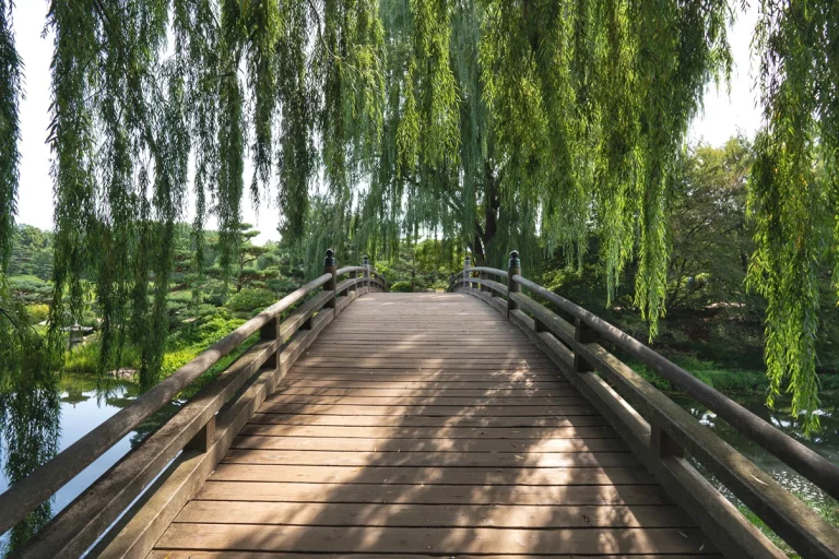 Devenez un expert en reconnaissance d'arbres grâce à ces astuces infaillibles