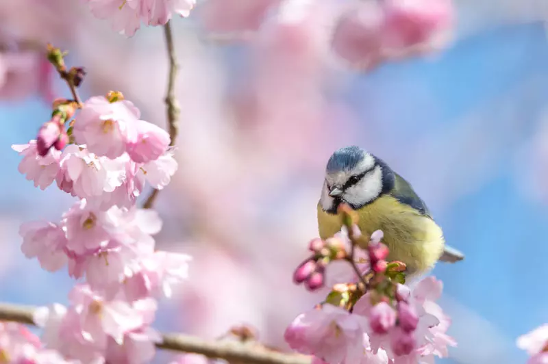 comment aider les oiseaux de votre jardin en cas de fortes chaleurs ?