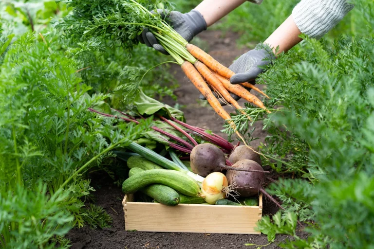 comment associer fruits et légumes dans la rotation des cultures