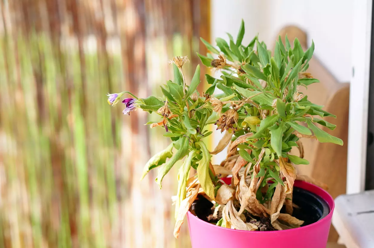 Canicule et plantes assoiffées ?