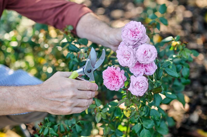 Quel est l'avantage de la propagation des rosiers par bouturage plutôt que par semis ?