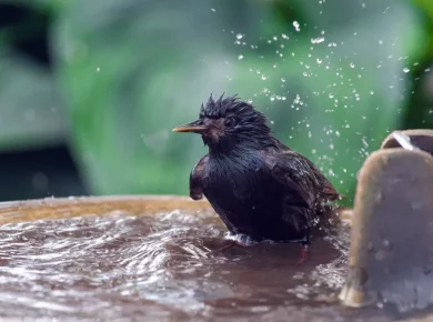 Canicule : découvrez 7 astuces pour sauver les oiseaux de votre jardin