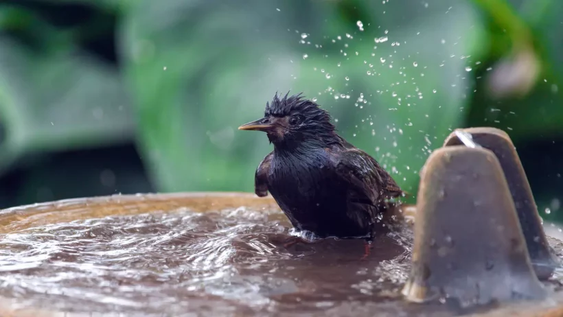 Canicule : découvrez 7 astuces pour sauver les oiseaux de votre jardin