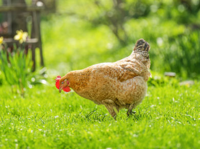canicule : comment protéger poules du jardin ?