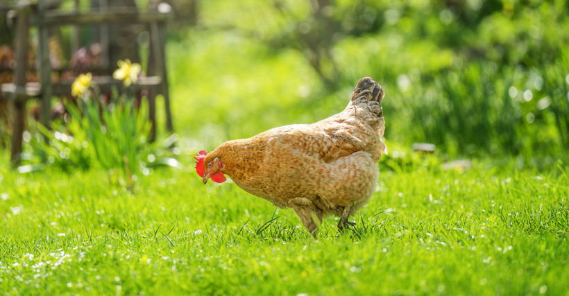 canicule : comment protéger poules du jardin ?
