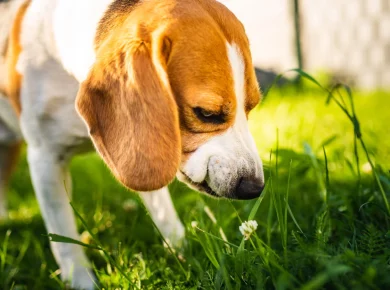 Pourquoi mon chien mange de l'herbe ? Est-ce dangereux ?