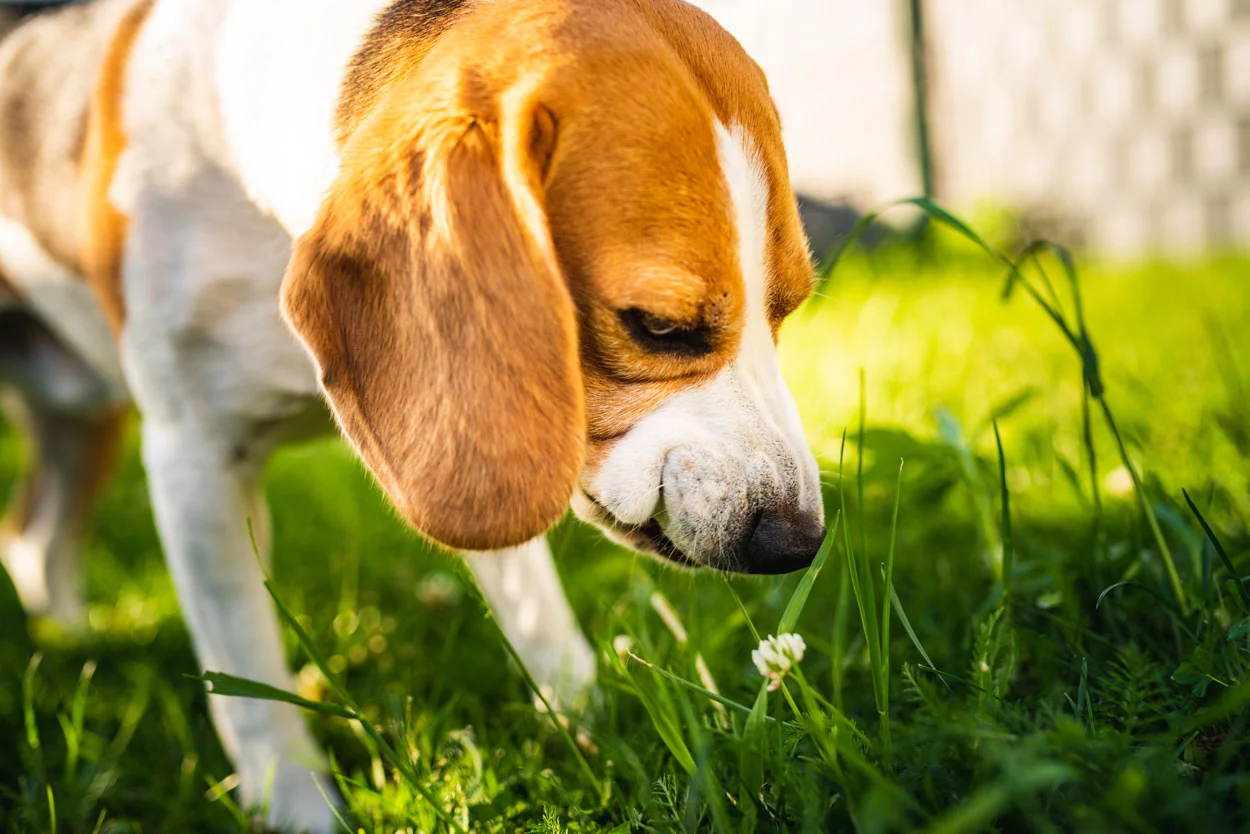 Pourquoi mon chien mange de l'herbe ? Est-ce dangereux ?