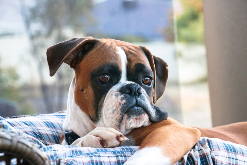 la race de chien boxer est très exposée à la canicule