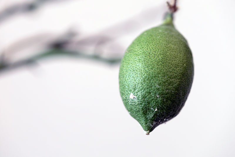 un citronnier malade des bien reconnaître les cochenilles