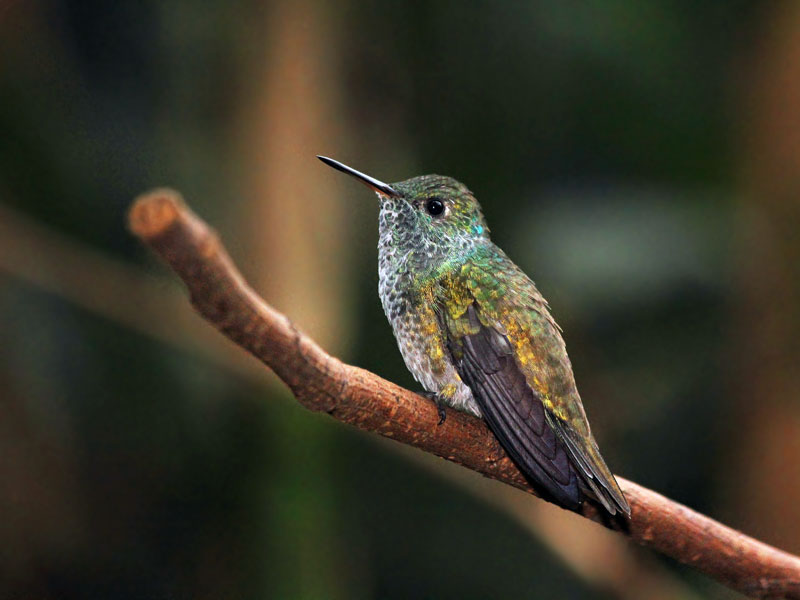 observer colibri dans votre jardin