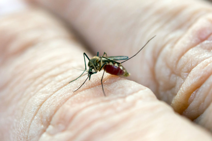 piqures de moustiques et d'insectes : comment les reconnaitre ?