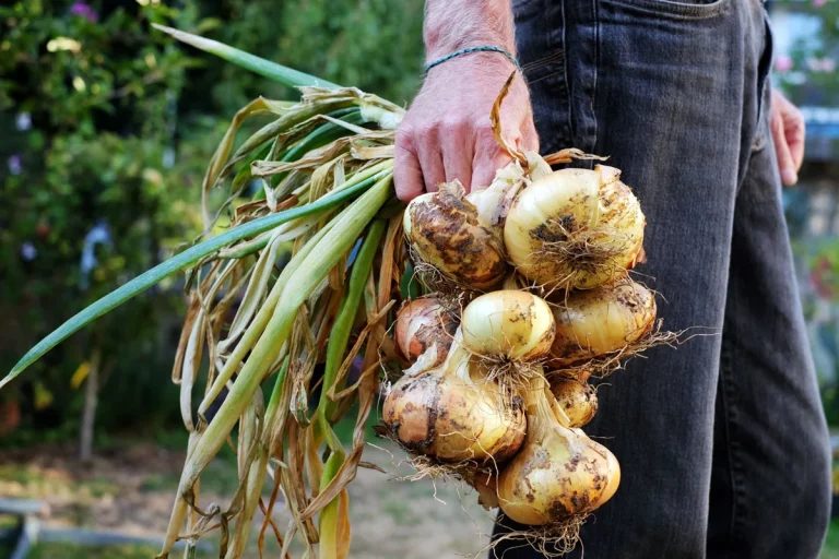 Comment garder vos pommes de terre et vos oignons pendant 1 an ?