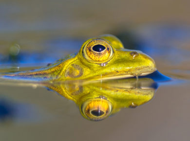 les 5 bestioles bizarres pourraient envahir votre Piscine