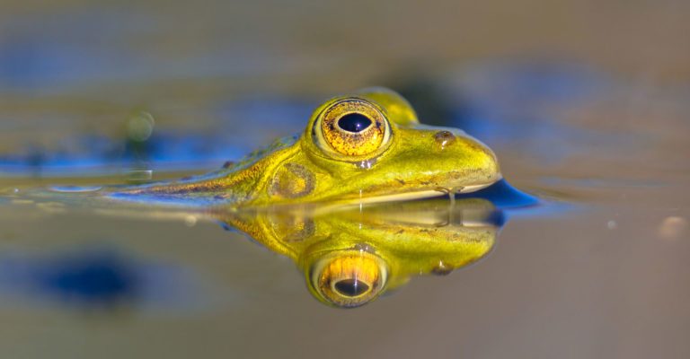 les 5 bestioles bizarres pourraient envahir votre Piscine