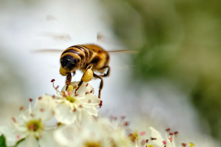 Créer un jardin comestible pour les pollinisateurs