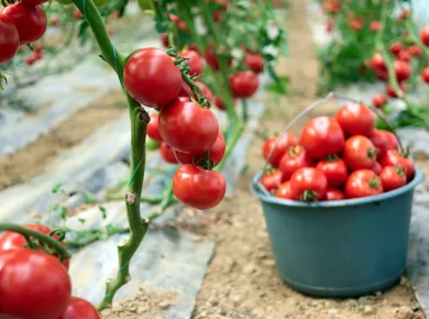 cultiver vos tomates sans tuteur