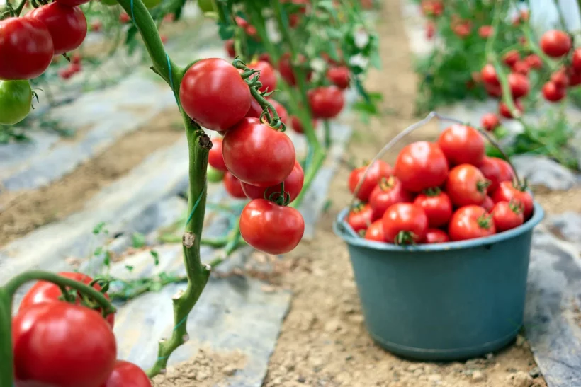 cultiver vos tomates sans tuteur
